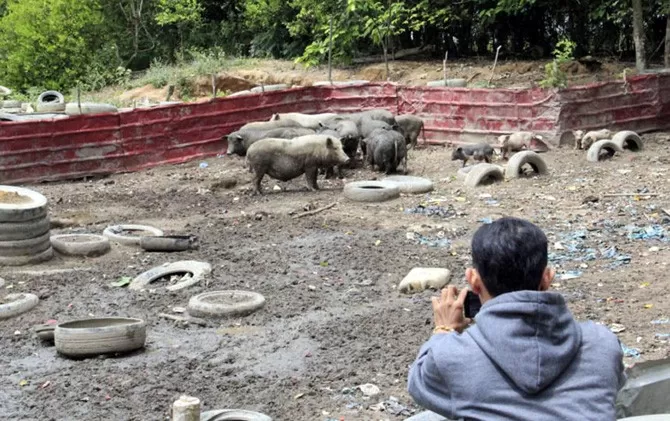 Bupati Jepara Tolak Izin Peternakan Babi Fatwa MUI Jadi Acuan Kebijakan